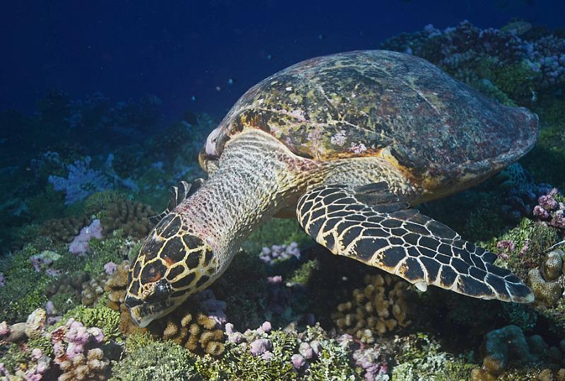PF Rangiroa passe Tiputa 21 octobre 2012_85.jpg